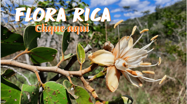 Flora de Rio de Contas